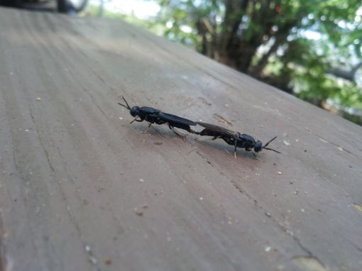 Leaving Facebook Has Allowed Me More Time In Nature - Check Out These Sweet Mating Bugs That I Found!  They Were Going At It On My Picnic Table for ~20 Minutes Straight - That's Some Impressive Stamina!
